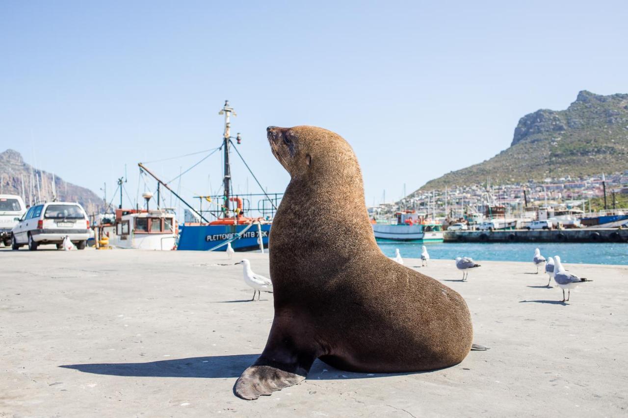 Dk 2 The Boardwalk Hout Bay